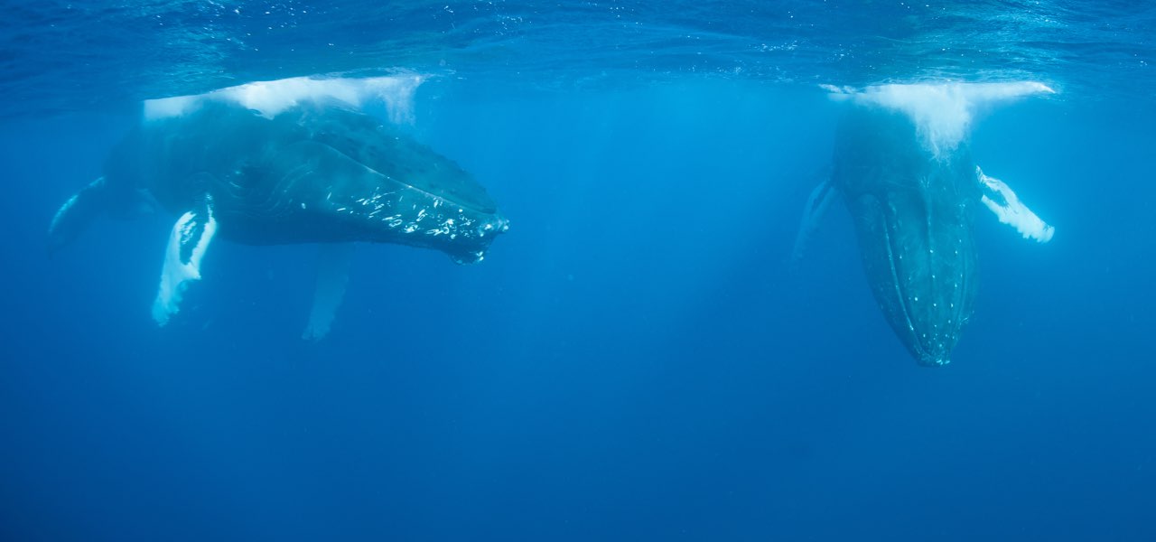 Whales of Baja