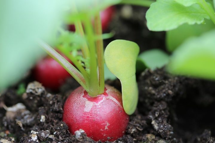 Organic Farm