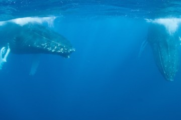 The Bajas Great Whales