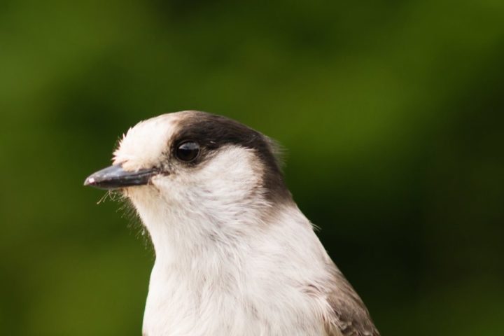 Bird watching in San Jose del Cabo