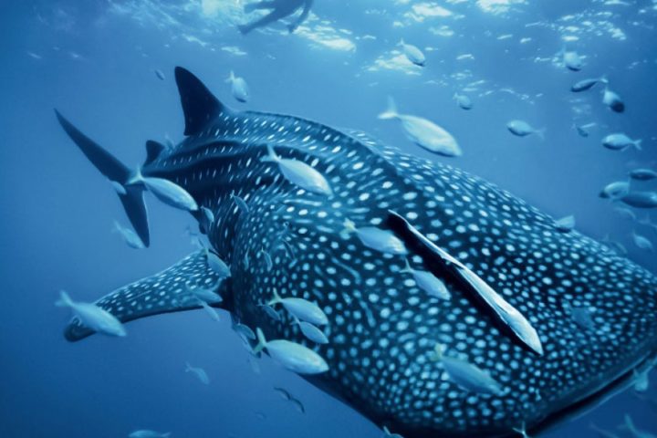 Whaleshark