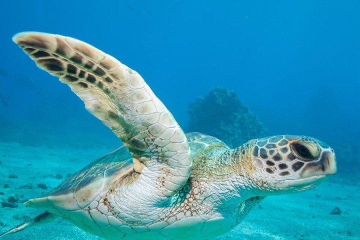 Save the Turtles