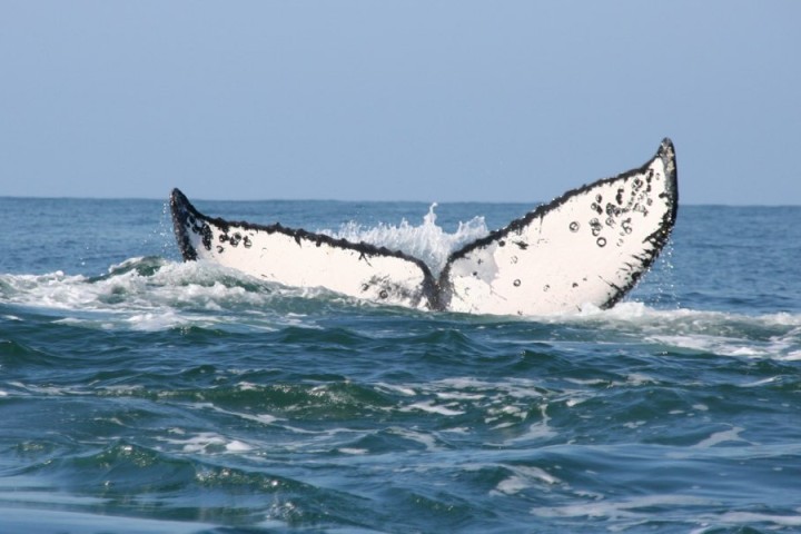 Whales in Baja California