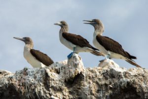 Espiritu Santo Island